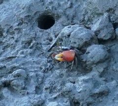 Tubuca coarctata