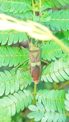 Prismatocerus signatus