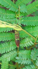Prismatocerus signatus