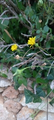Reichardia picroides