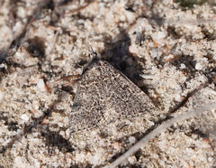Dichromodes explanata