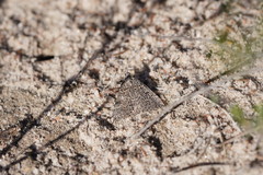 Dichromodes explanata