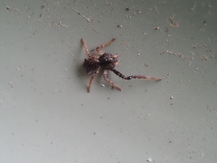 Stephanopis barbipes