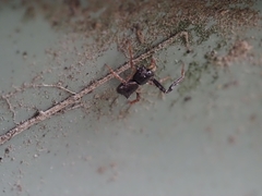 Stephanopis barbipes