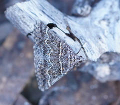 Dichromodes explanata