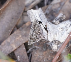 Dichromodes explanata