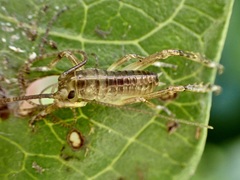 Hemideina