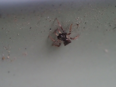 Stephanopis barbipes