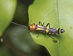 Chauliognathus luteopictus
