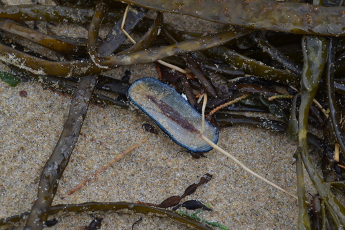 photo of By-the-wind Sailor (Velella velella)