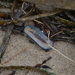 photo of By-the-wind Sailor (Velella velella)