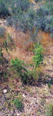 Asparagus mariae