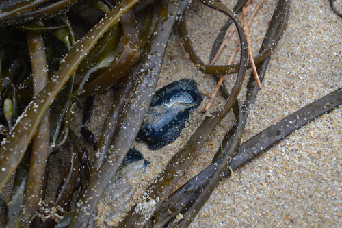 photo of By-the-wind Sailor (Velella velella)