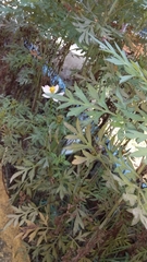 Cosmos caudatus