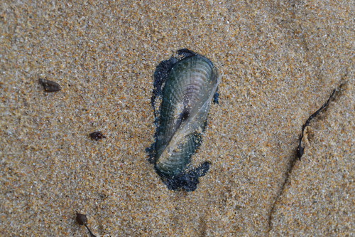 photo of By-the-wind Sailor (Velella velella)