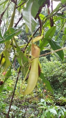 Nepenthaceae
