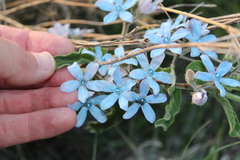 Oxypetalum coeruleum
