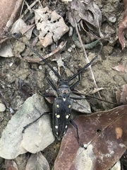 Batocera rubus rubus