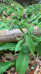 Symphytum officinale