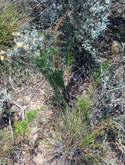 Asparagus mariae