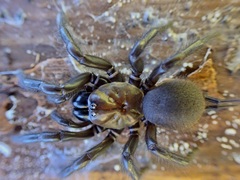 Porrhothele antipodiana