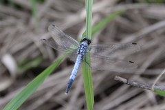 Orthetrum albistylum