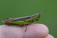 Oxya