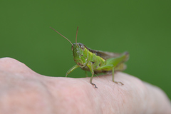 Oxya