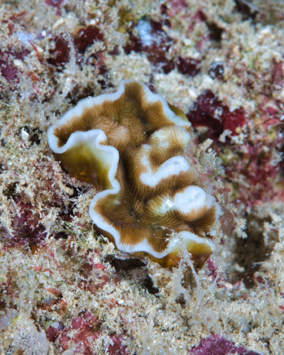 Leptoseris tubulifera, 2021-11-06