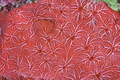 Clathria mima