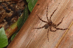 Heteropodinae
