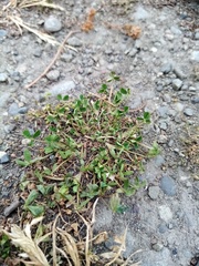 Trifolium ornithopodioides