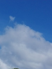 Haliaeetus leucogaster