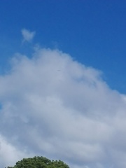 Haliaeetus leucogaster