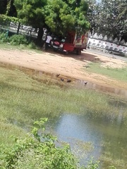 Corvus splendens protegatus