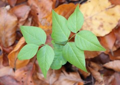 Vicia oroboides