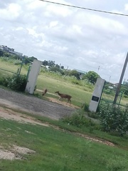 Axis axis ceylonensis