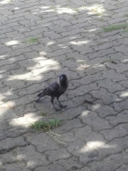 Corvus splendens protegatus