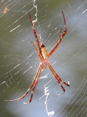 Argiope radon