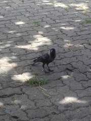 Corvus splendens protegatus