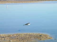 Recurvirostra andina