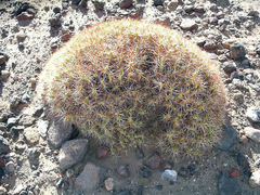 Maihueniopsis camachoi