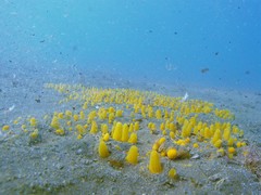 Ciocalypta polymastia