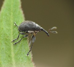 Austronanodes