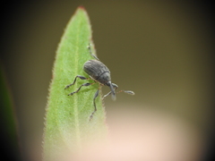 Austronanodes