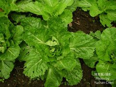 Brassica rapa pekinensis