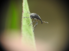 Austronanodes