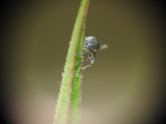 Austronanodes