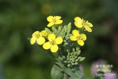 Brassica chinensis