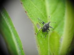 Austronanodes